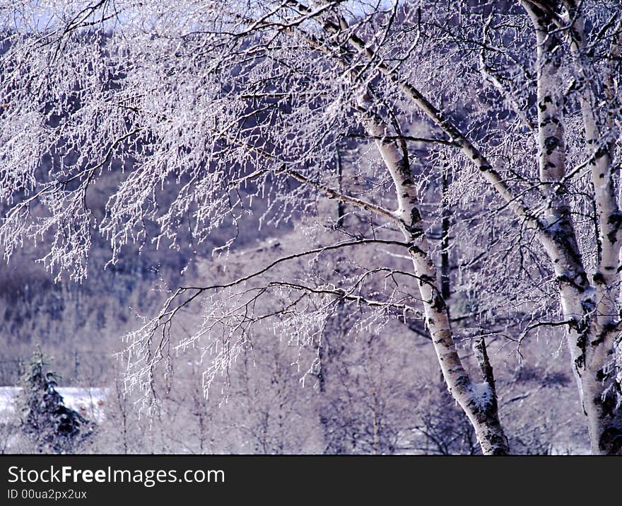 The ice coating on the trees at mount in Nagano-2. The ice coating on the trees at mount in Nagano-2
