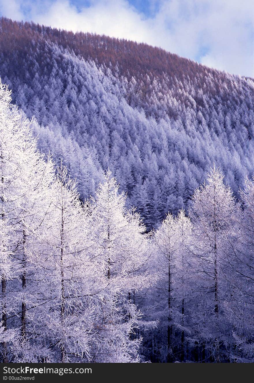 The ice coating on the trees at mount in Nagano. The ice coating on the trees at mount in Nagano