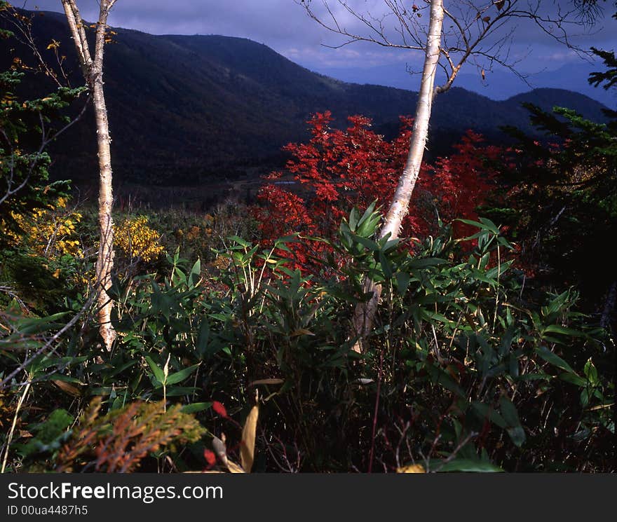 Japanese autumn scenery in mountain park. Japanese autumn scenery in mountain park