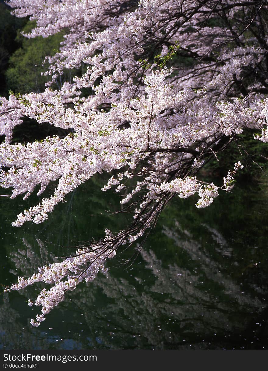 The cherry trees are full blossom in lake. The cherry trees are full blossom in lake