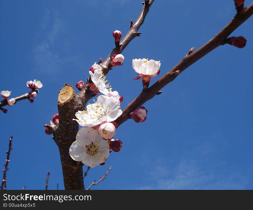 Spring blooming branch on spring sky. Spring blooming branch on spring sky.