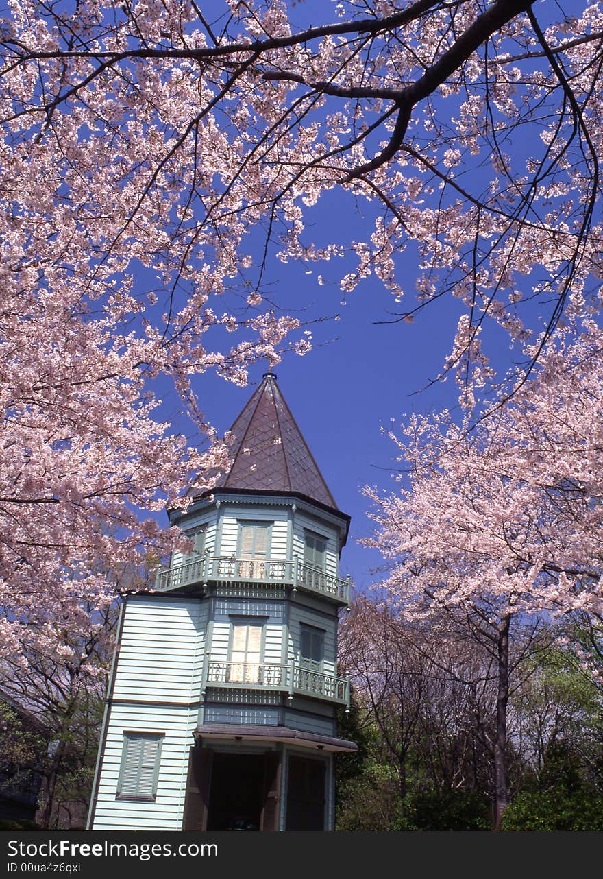 The cherry trees are full blossom. The cherry trees are full blossom