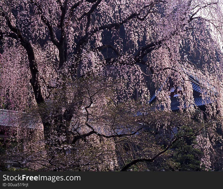 The cherry trees are full blossom in Minubu temple. The cherry trees are full blossom in Minubu temple