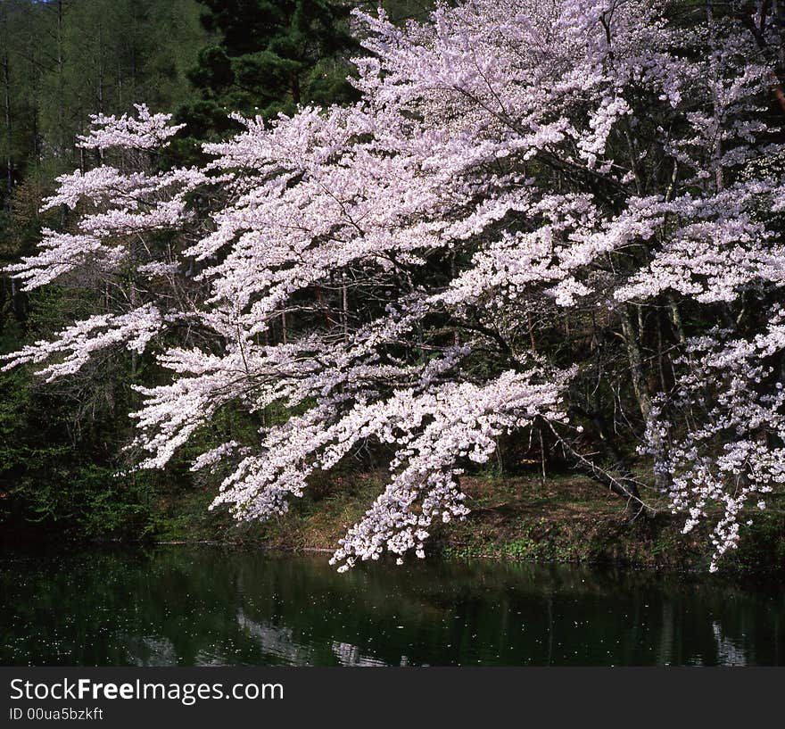 The cherry trees are in full blossom. The cherry trees are in full blossom