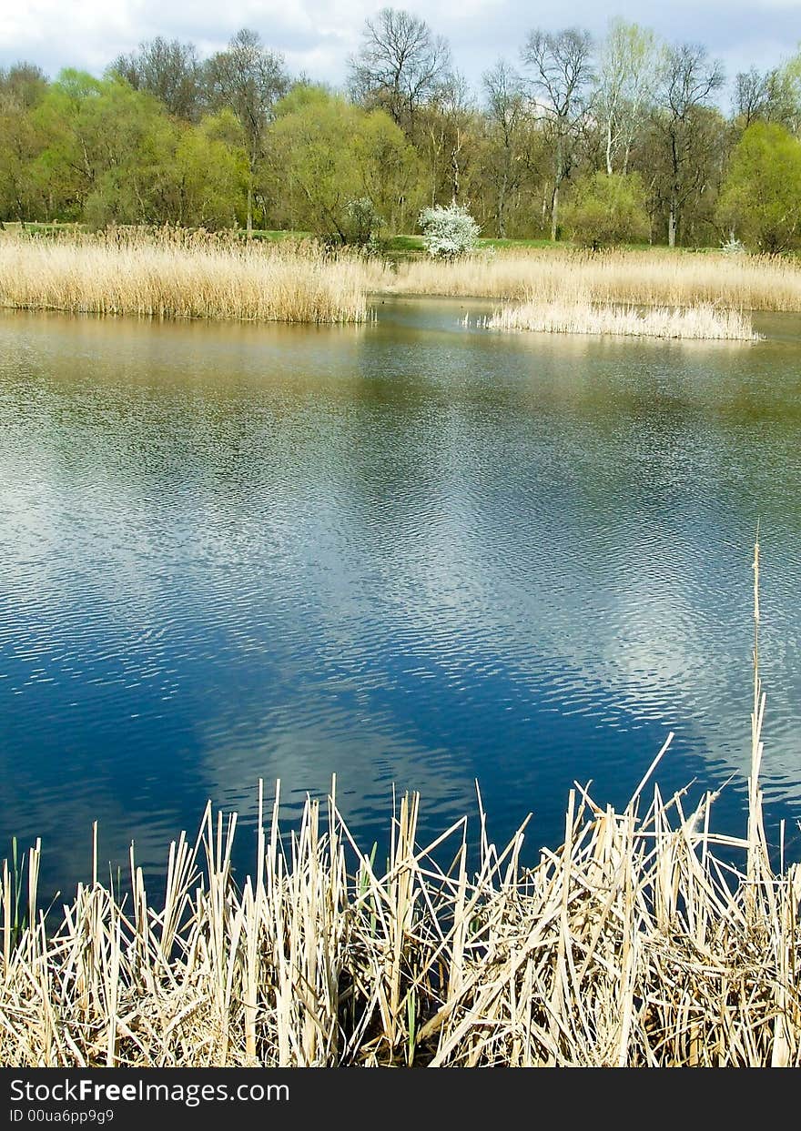 Lake and nature in the spring time