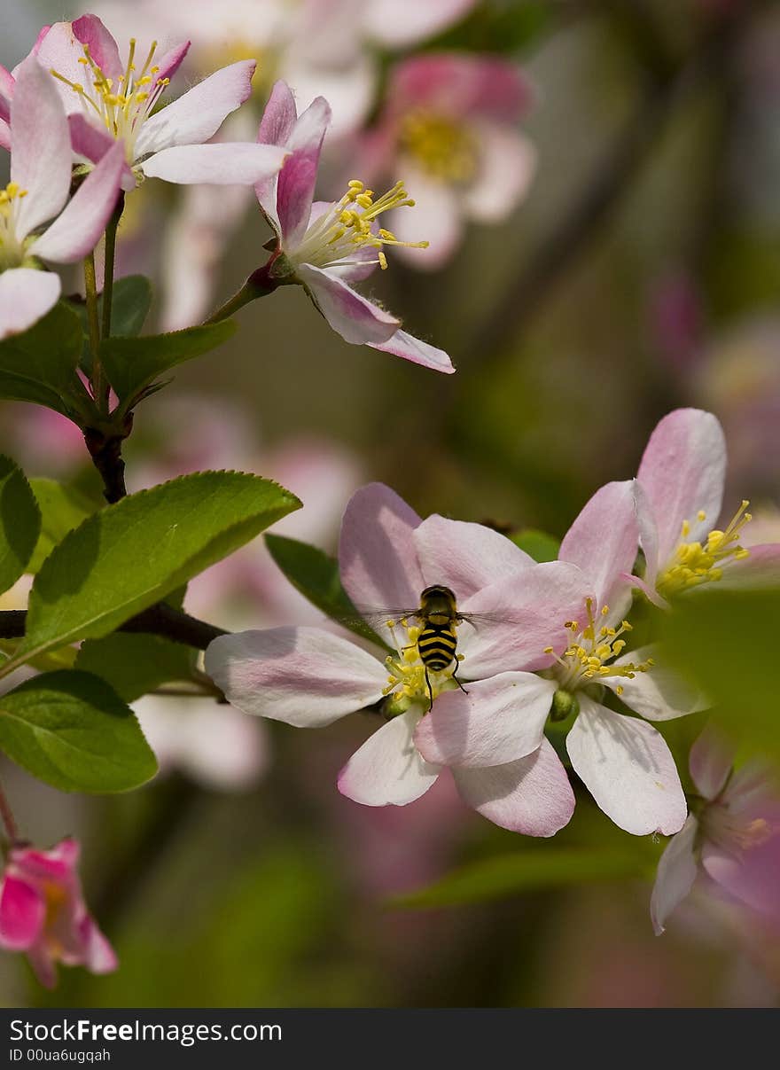 The Bee is busy on the peach blossoms. The Bee is busy on the peach blossoms.