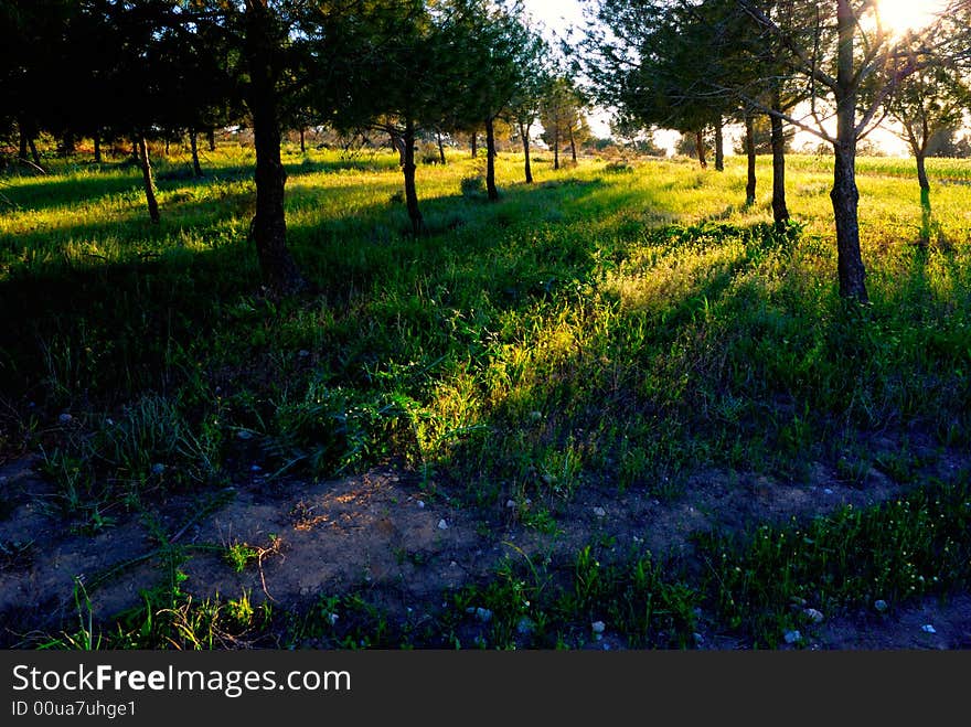 Backlit trees and grass at bottom. Backlit trees and grass at bottom