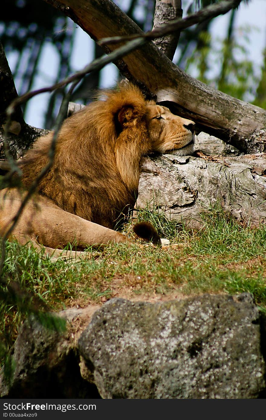 Closeup of a lion relaxing in the shade. Closeup of a lion relaxing in the shade