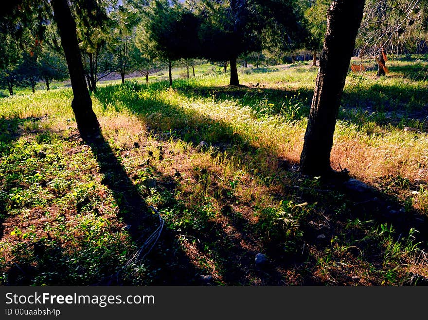 Backlit trees and grass at bottom. Backlit trees and grass at bottom