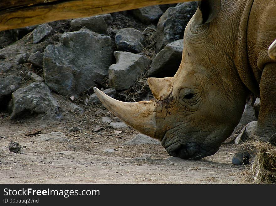 Close up on Rhino on a rocky background