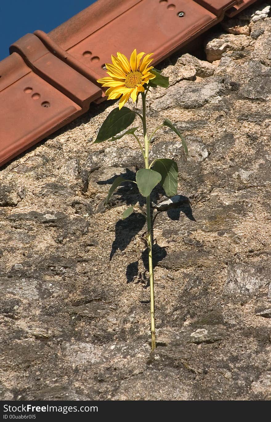 Sunflower On A Wall