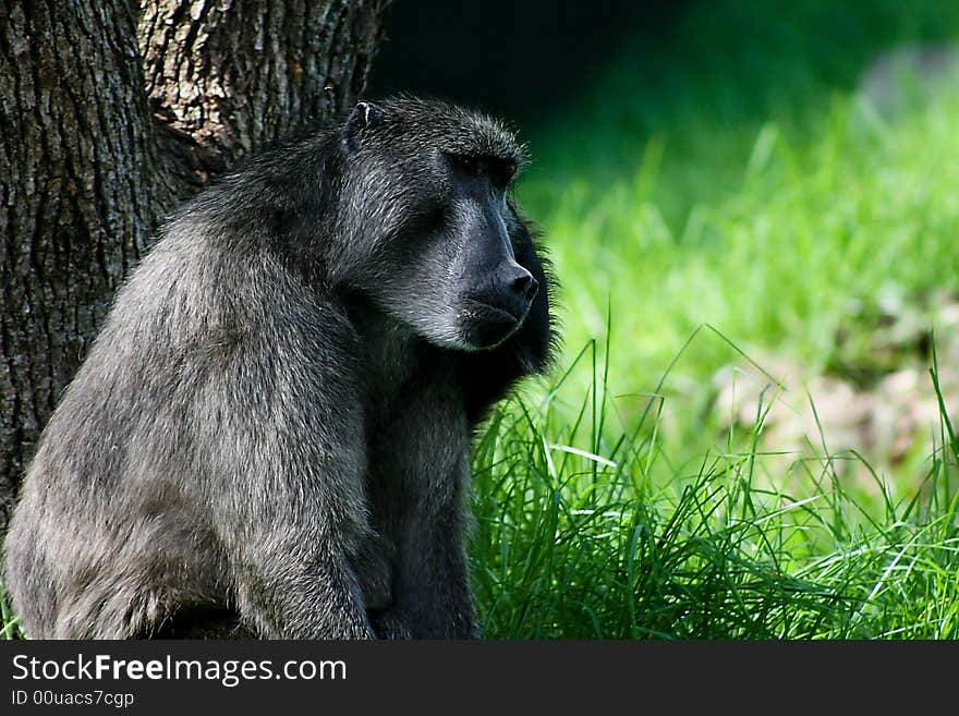 Baboon sitting in the shade