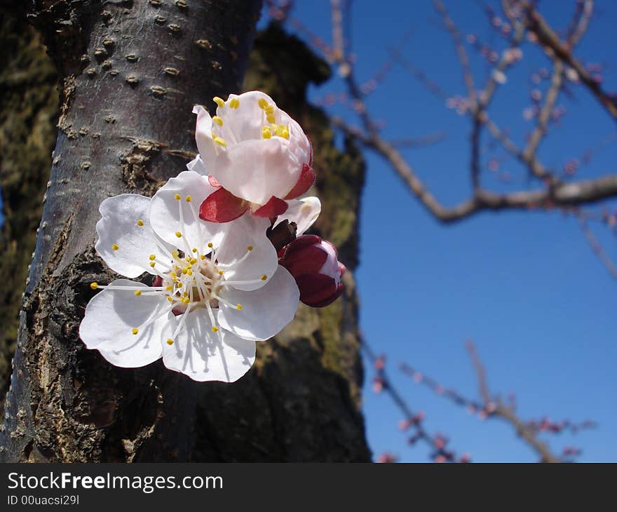 Spring delicate pink blossoms and buds. Spring delicate pink blossoms and buds.