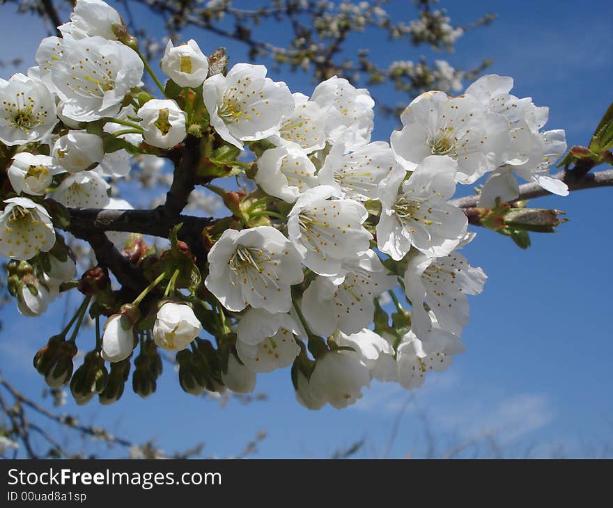 Spring white cherry blooming branch. Spring white cherry blooming branch.