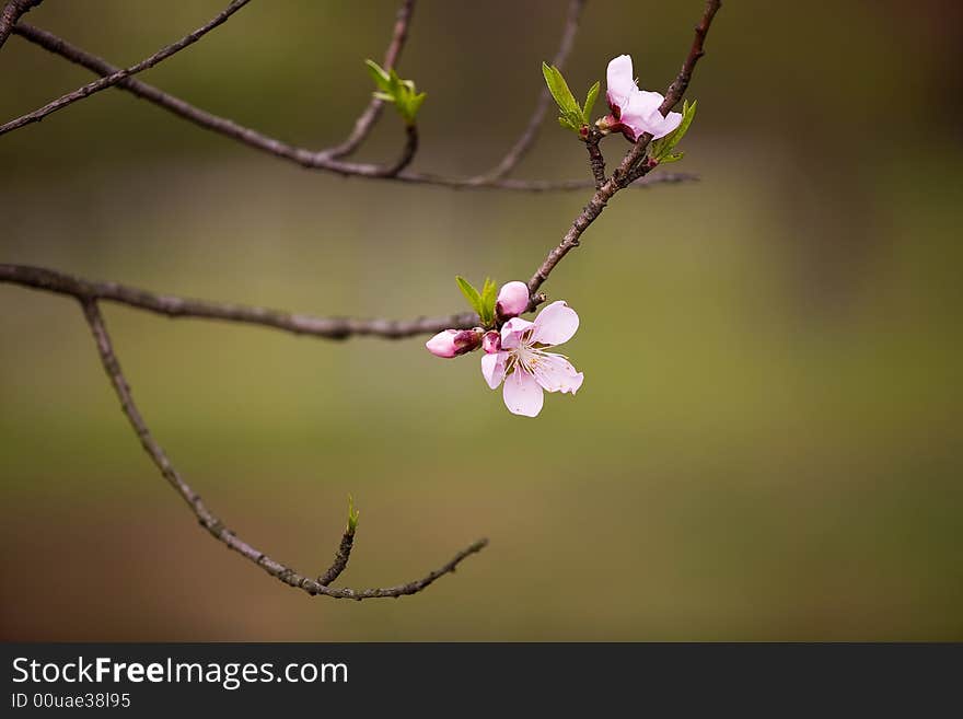 The peach blossom is blooming in spring of China