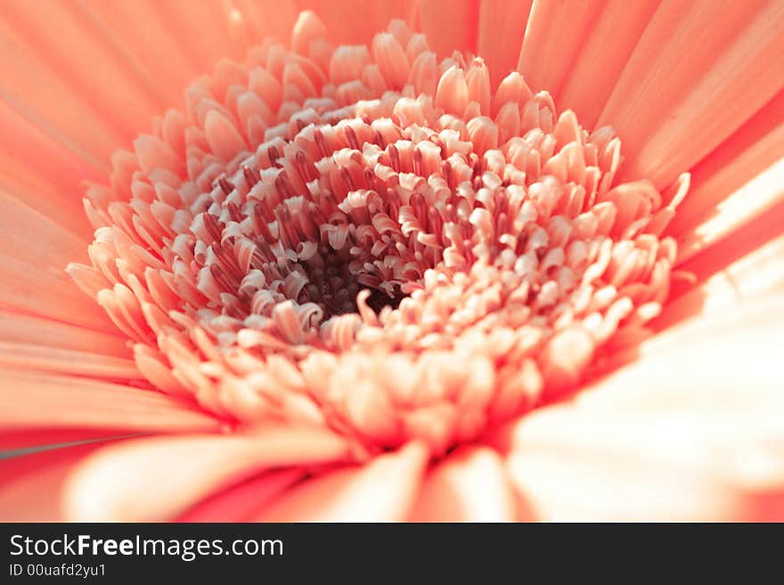 Macro of pink gerbera center under sun. Macro of pink gerbera center under sun