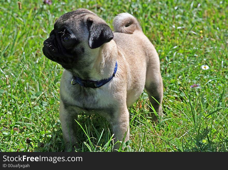 Funny small dog standing in the grass. Funny small dog standing in the grass.