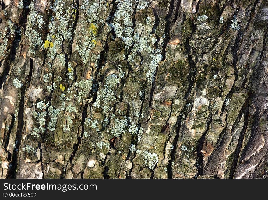 Close-up of tree bark fragment. Close-up of tree bark fragment