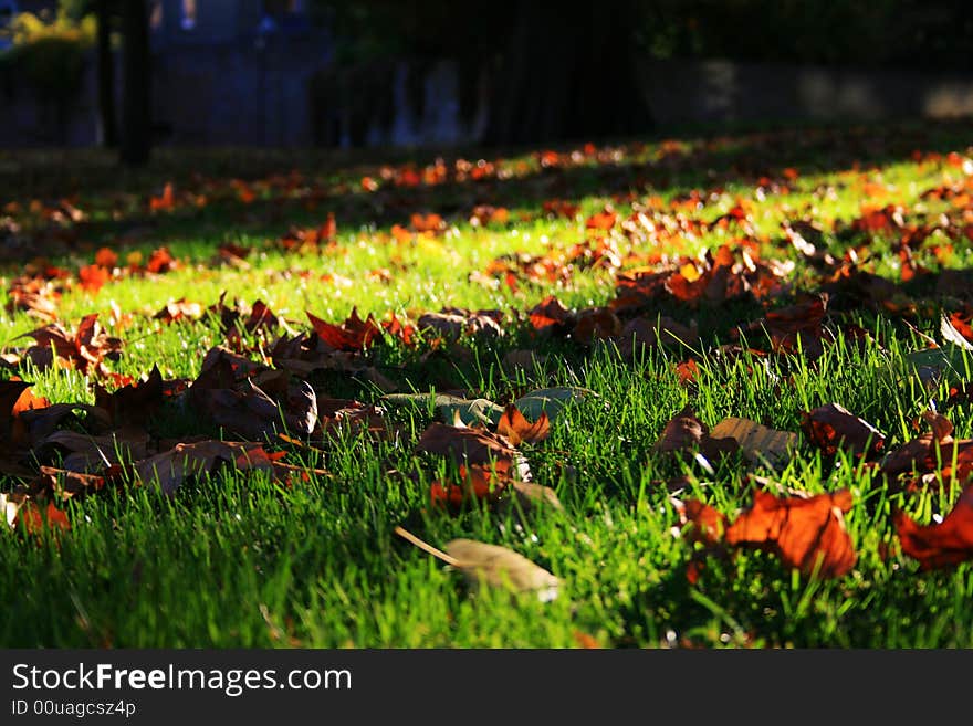 This is the autumn of Wageningen city. This is the autumn of Wageningen city