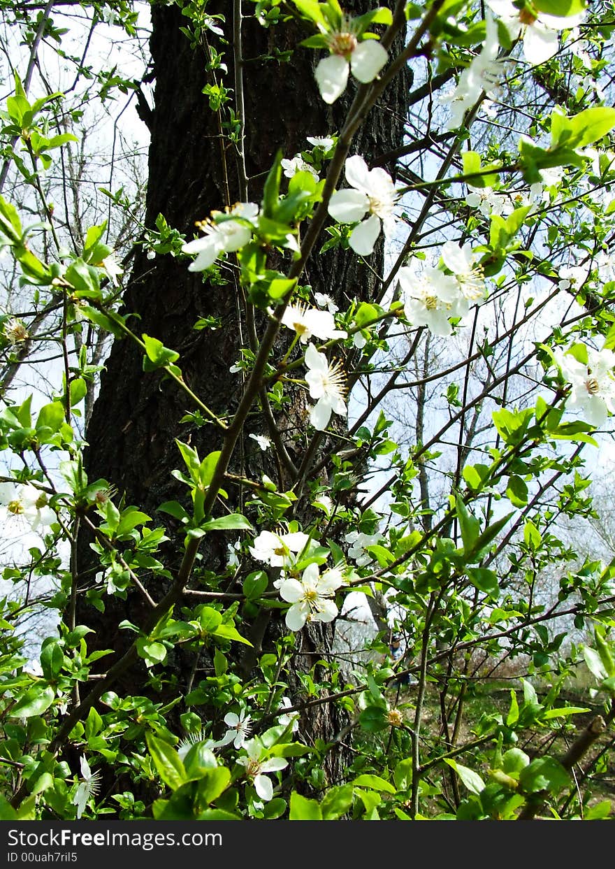 White blossom in the spring season