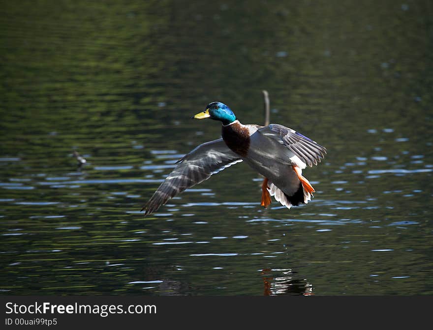 Mallard duck landing in water