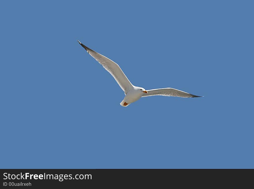 Seagull flying in a blue sky