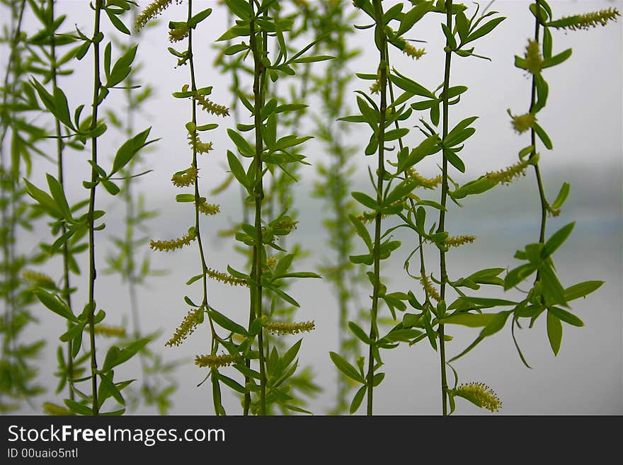 Fringe osier burgeon early morning greenness nature trees brume tender