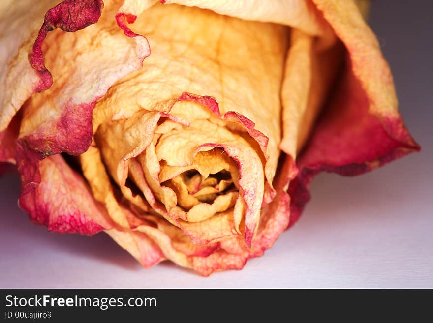 Macro of dried rose petals