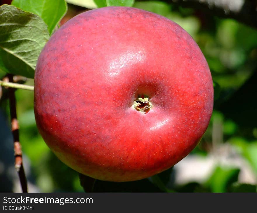 One large red cortland apple,Grown on Indian garden farm Bridgewater Lunenburg County Nova Scotia Canada. One large red cortland apple,Grown on Indian garden farm Bridgewater Lunenburg County Nova Scotia Canada