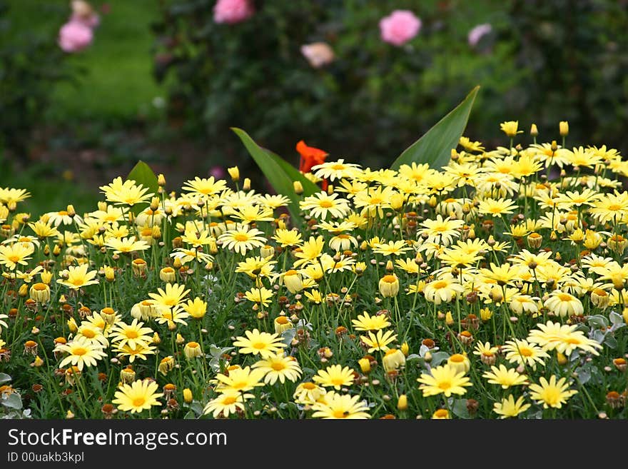 Some yellow flowers with a green background. Some yellow flowers with a green background