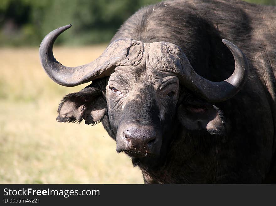 Buffalo in the Masai Mara Reserve (Kenya). Buffalo in the Masai Mara Reserve (Kenya)