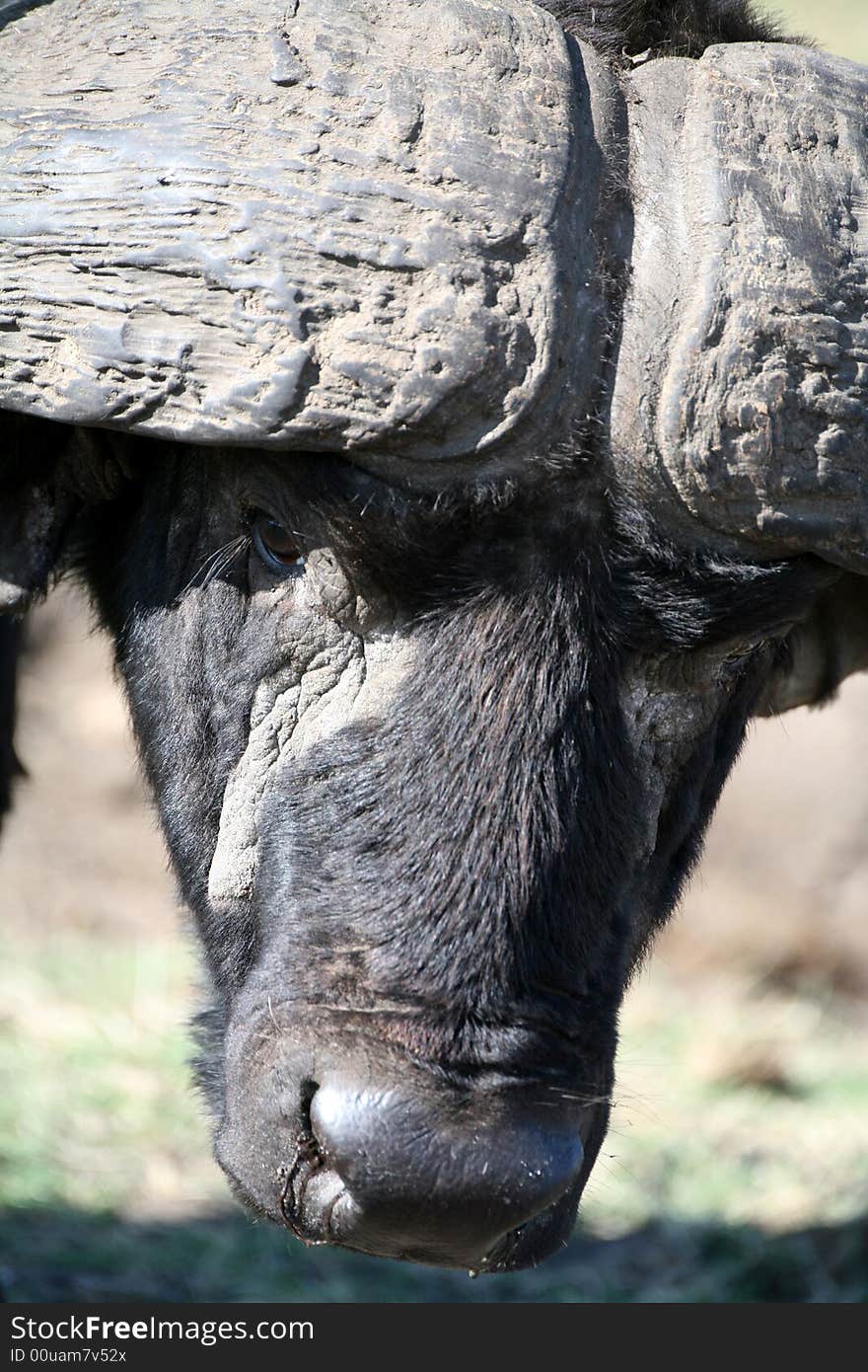 Buffalo in the Masai Mara Reserve (Kenya). Buffalo in the Masai Mara Reserve (Kenya)