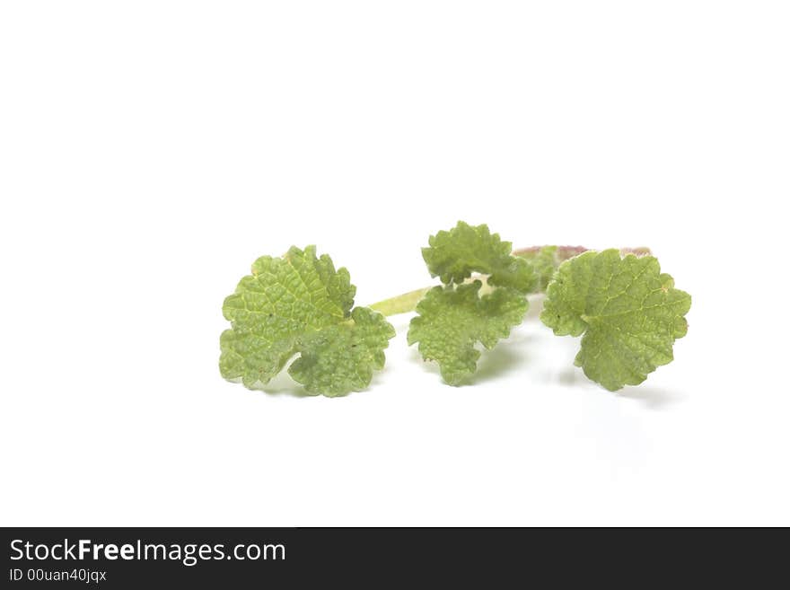 Fresh And Green Nettle Isolated