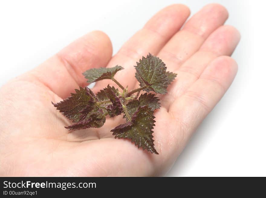 Fresh and green nettle isolated