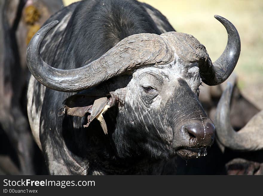 Buffalo and Oxpecker in the Masai Mara Reserve (Kenya). Buffalo and Oxpecker in the Masai Mara Reserve (Kenya)