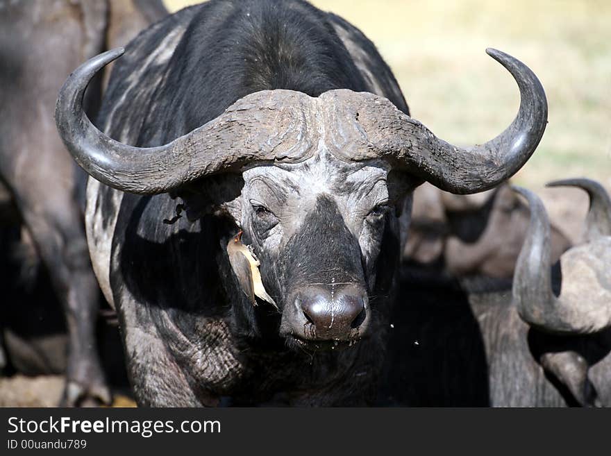 Buffalo and Oxpecker in the Masai Mara Reserve (Kenya). Buffalo and Oxpecker in the Masai Mara Reserve (Kenya)