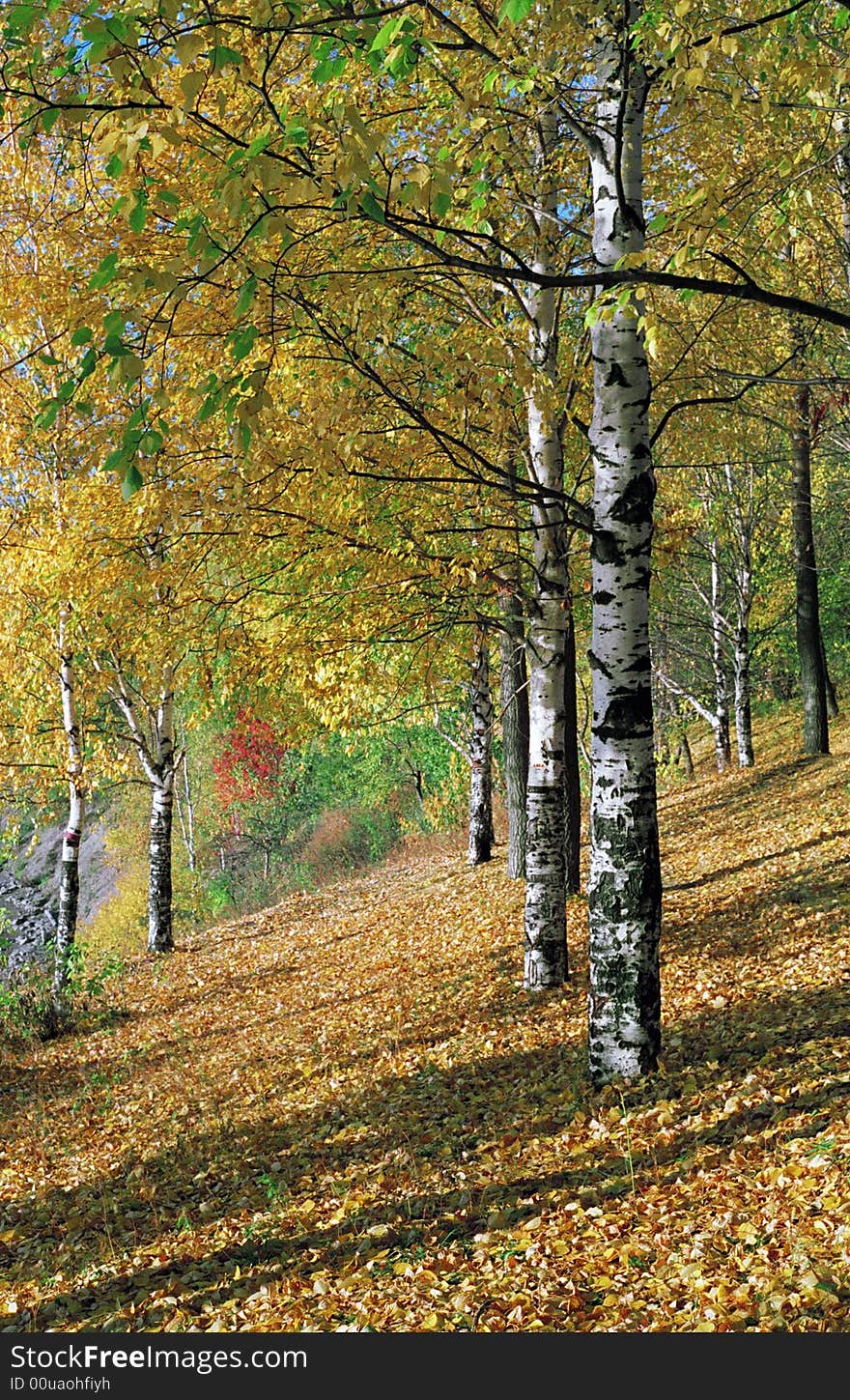 Birchwood in the autumn. Photo.