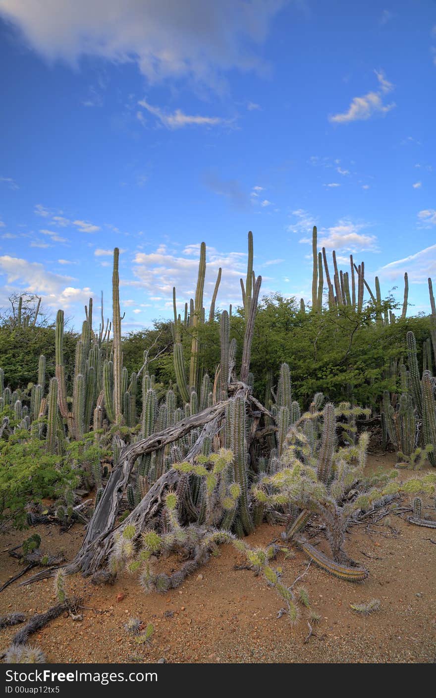 Cactus landscape