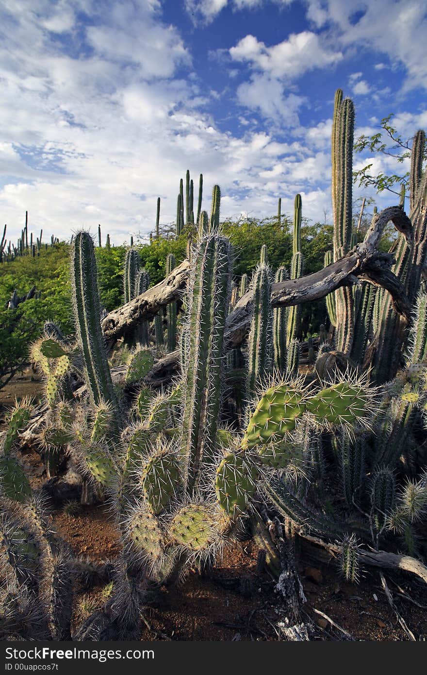 Cactus Forest