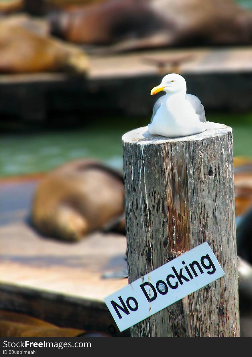 A Sea Gull sitting on a No Docking pole. A Sea Gull sitting on a No Docking pole.