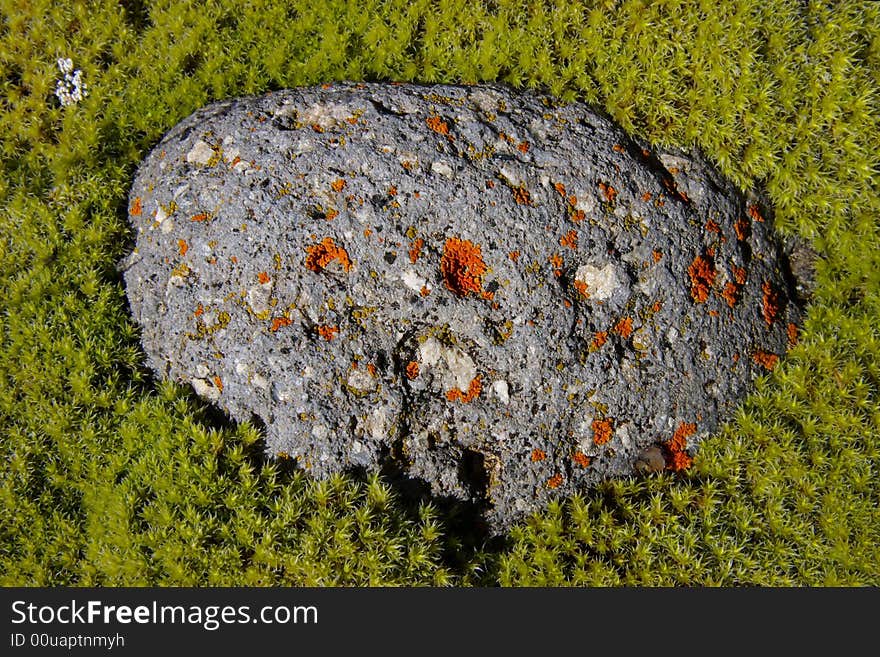 The grey stone covered by a lichen lays on a green moss. The grey stone covered by a lichen lays on a green moss.