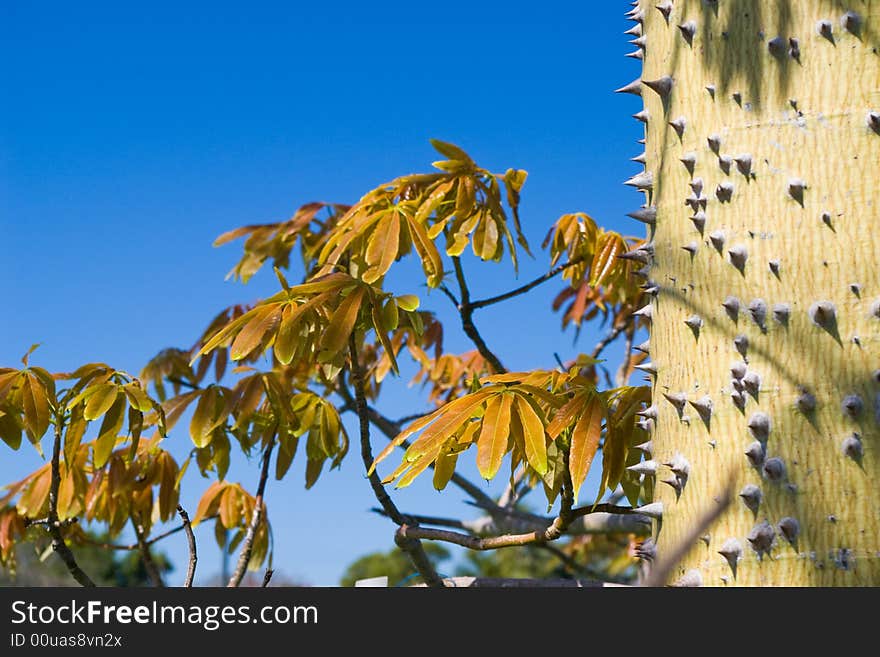 Thorny Tree