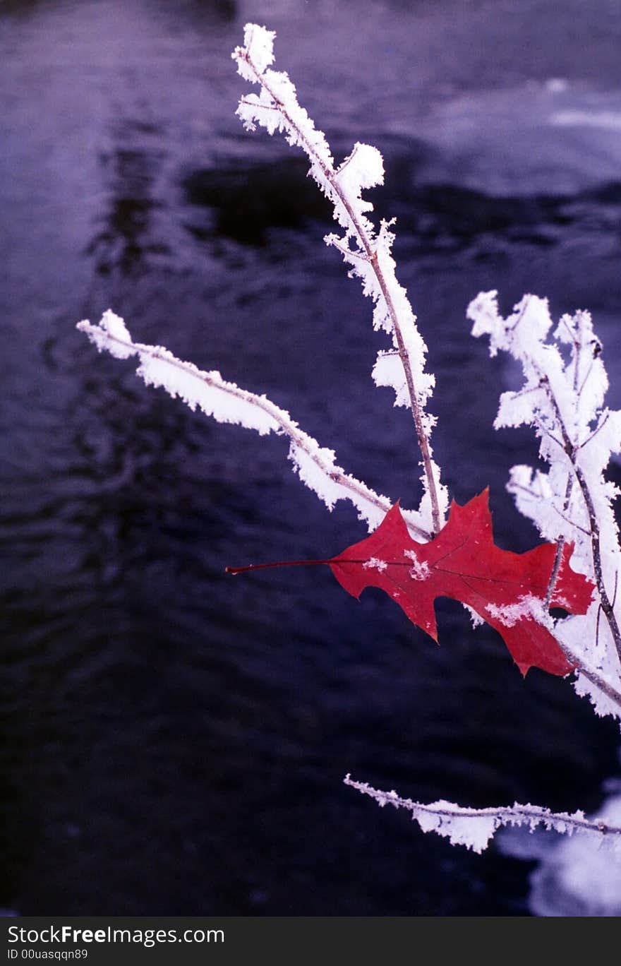 The last leaf of autumn sits on frozen winter branches. The last leaf of autumn sits on frozen winter branches