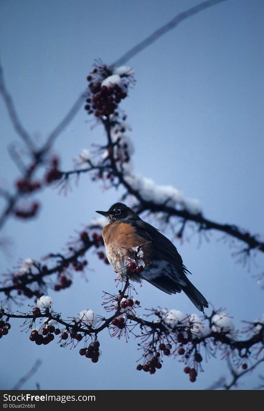 A bird scouting for food. A bird scouting for food