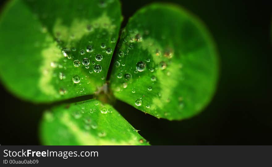 Green clover covered with Water Drops, black background