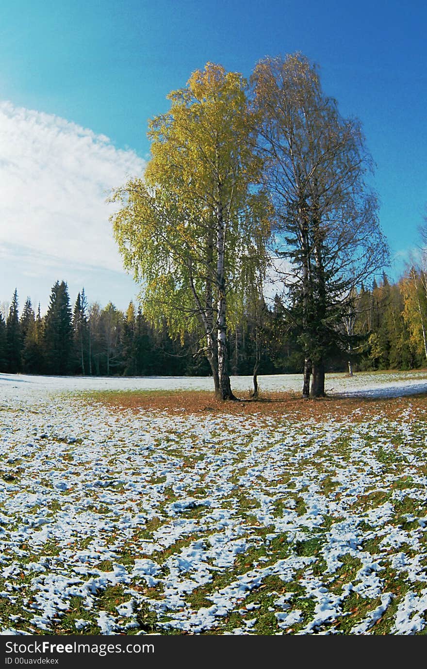 Glade In Wood And Two Birches.