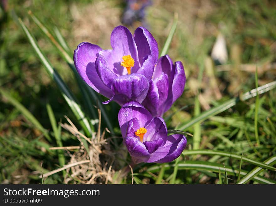 Flowers