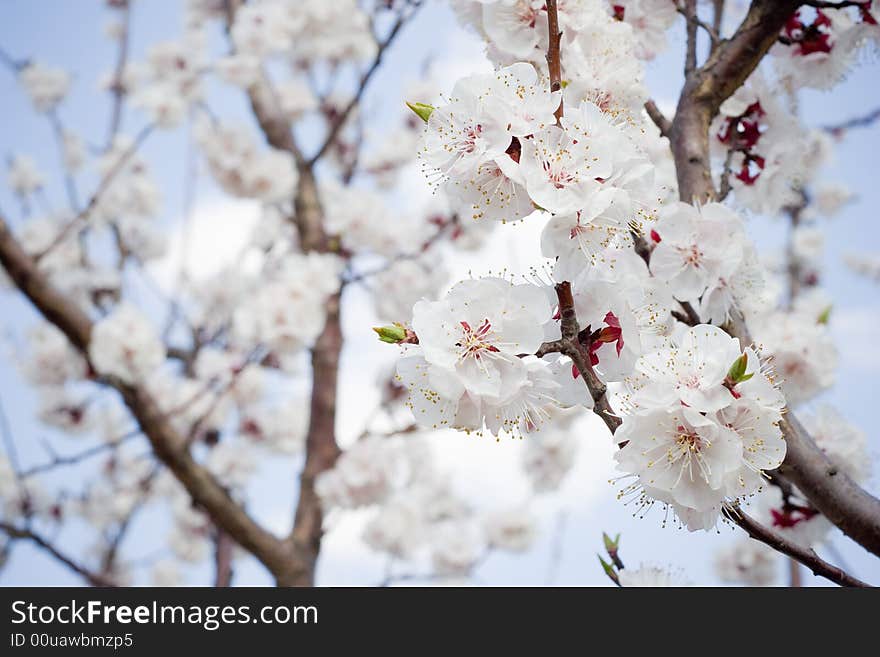 Spring Flower