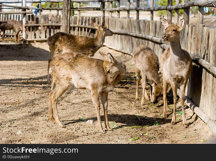 Cute deers,Photo by Toneimage in China,a photographer living in Beijing.