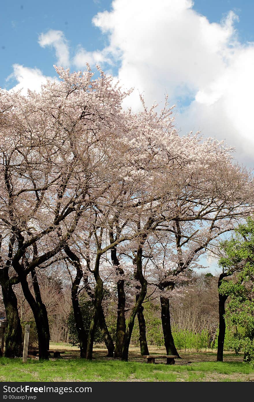 Blooming cherry trees in the pulic park at a sunny day. Blooming cherry trees in the pulic park at a sunny day